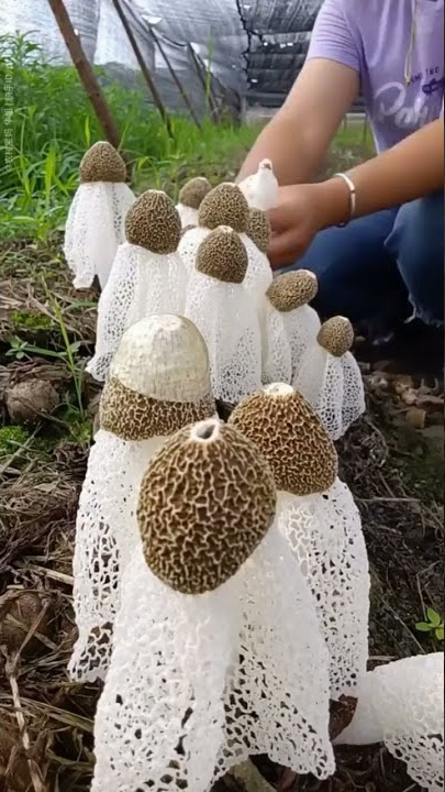 PANEN JAMUR TUDUNG PENGANTIN | MUSHROOM GROWING TIME LAPSE