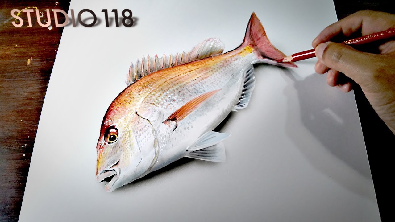 I Tried To Draw The Red Snapper Realistically Youtube