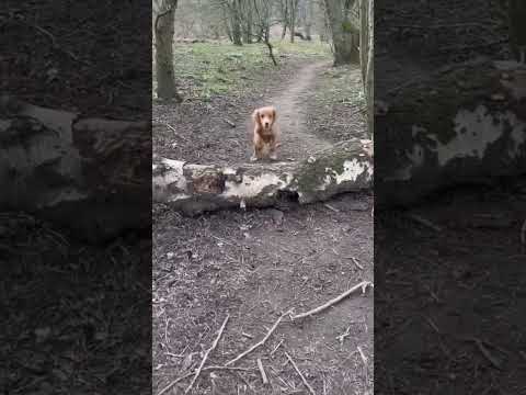 Bailey doing some