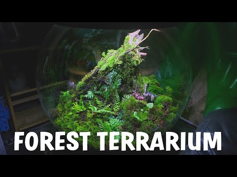 Natural Forest biOrb Terrarium Setup - Complete Guide