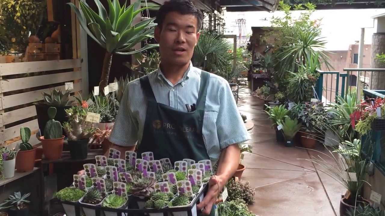 センペルビウムの育て方・日常管理 - YouTube