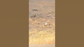 Solo in the Wild: One Man vs One Coyote #hunting #coyote #animals #anime #wildlife #wildanimals #art