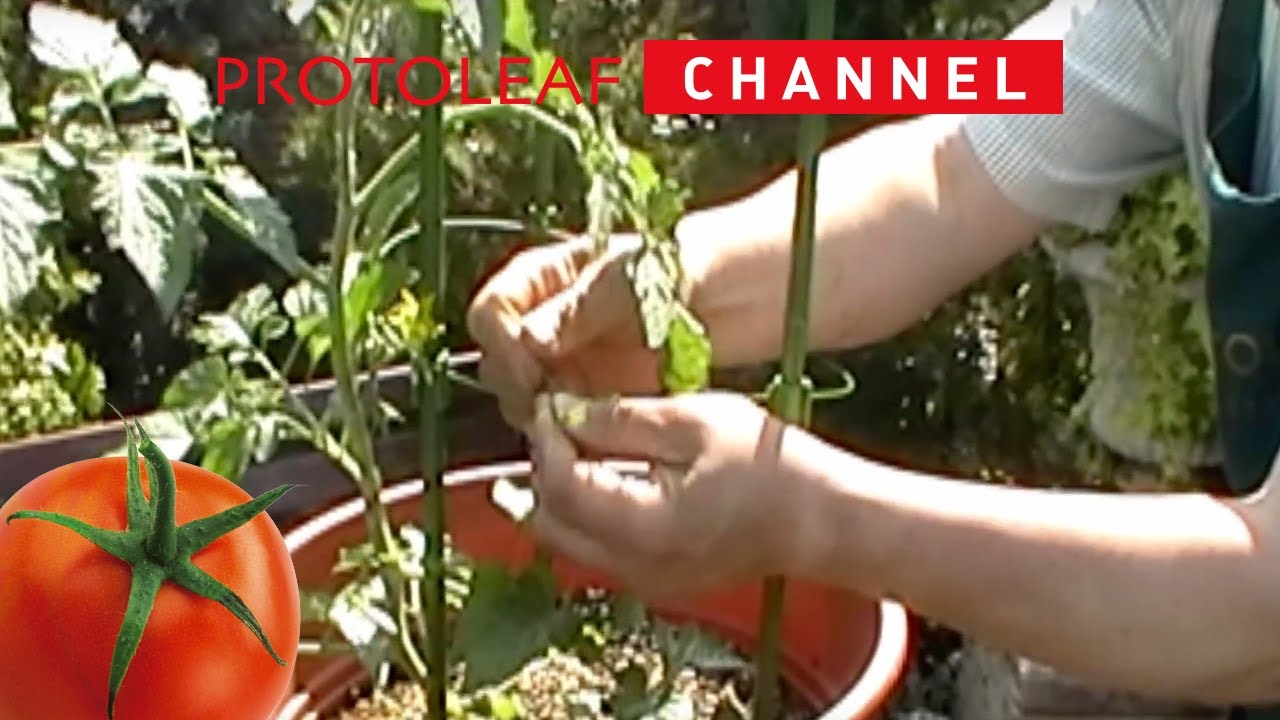 トマトの育て方 日常管理編 Youtube