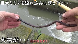 エサがデカいと釣れる魚もデカい