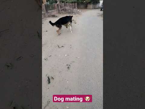 Dog mating 🐶#German shepherd dog with female street dog #street #viral #shorts