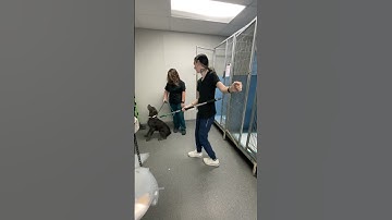 Penn foster vet tech externship one skill 10 restraint pole