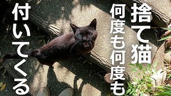 捨て猫 Youtube