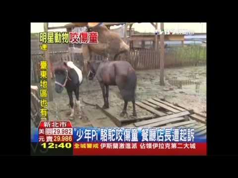 「少年Pi」駱駝咬傷童　餐廳店長遭起訴