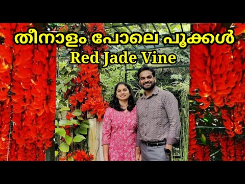 Video: Jade Vine Care - Informasi Dan Tips Menumbuhkan Tanaman Jade Vine