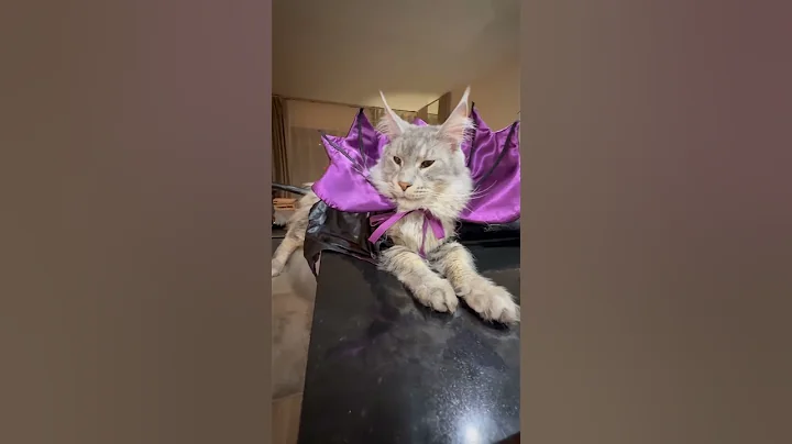 Watch the video about Maine COON big cat👑#cat #mainecoon #funnyshorts #funnyvideo #kitten #cute #animals #halloween #fun