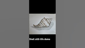 Shell still-life demo