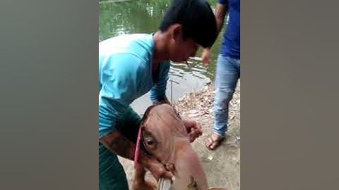 hồ câu 2 Quyền. dĩ an. bình dương