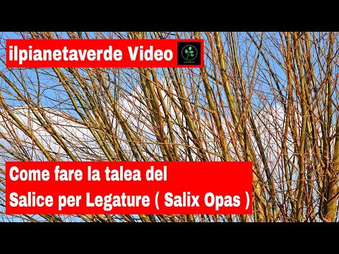 Video: Come si propaga un salice da una talea?