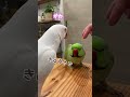 白タイツさんのあま〜〜いささやきにちょっとまんざらでもない乙女【ワカケホンセイインコ】 #インコ #shorts