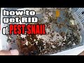 GETTING RID OF PEST SNAIL (English Subtitle)