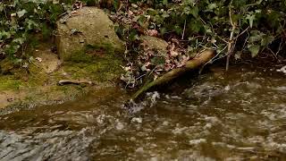 River Sounds in the Tbilisi Botanical Garden LIX | Georgia