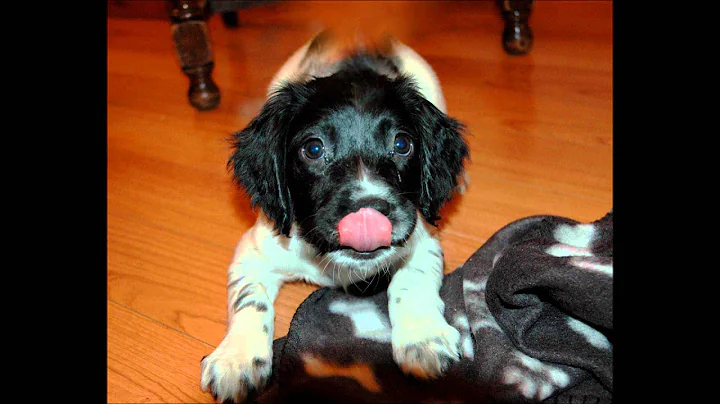 Frances - The Puppy Weeks!