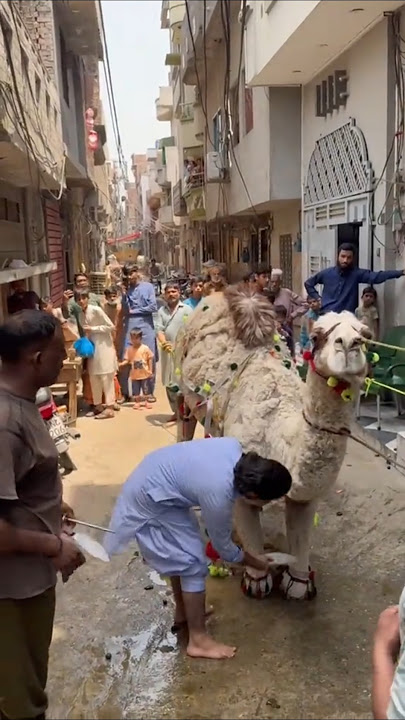 professional Qasai 2025 = Camel qurbani #camel #qurbani