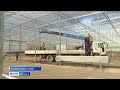 Первый урожай в тепличном комплексе в Талой планируют снять в апреле