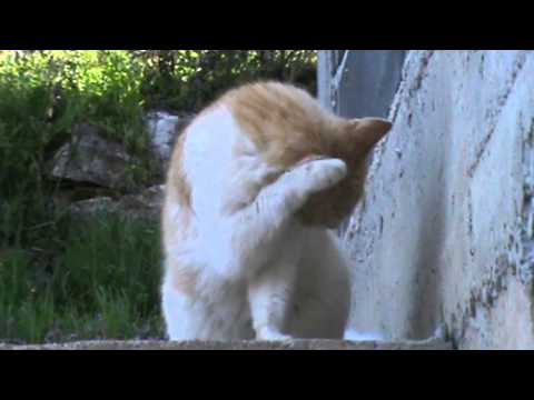 Video: Kakšni So Načini Odstranjevanja Bolh Pri Mačkah