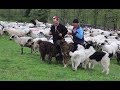 800 de oi la stâna lui Pătrău | Munții Maramureșului - video 2019