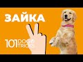 Команда Зайка 🐩 Как научить собаку сидя поднимать передние лапы 🐾 Дрессировка щенка Суслик Служи 🐶