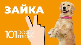 Команда Зайка 🐩 Как научить собаку сидя поднимать передние лапы 🐾 Дрессировка щенка Суслик Служи 🐶