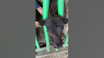 Giving the new calves their vaccines 💉 #shorts