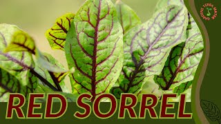 Everything About RED SORREL in 1 Minute (Rumex sanguineus)