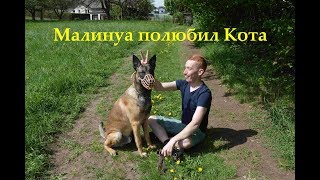 МАЛИНУА и КОТ лучшие друзья