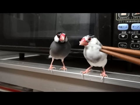 そうめんを食べる文鳥  