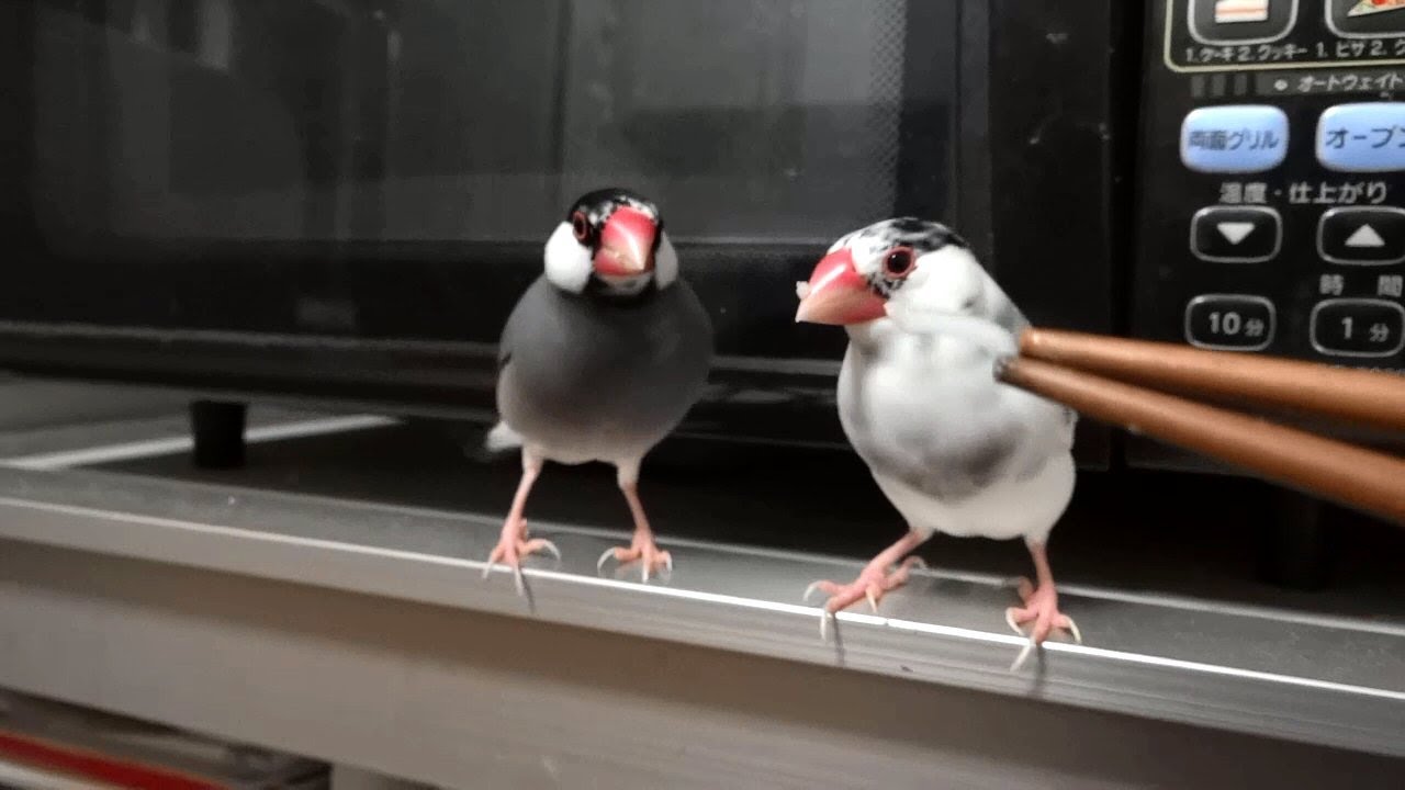 鳥 そうめんを食べる文鳥が可愛すぎる件 Java Sparrow Eating Noodle Youtube