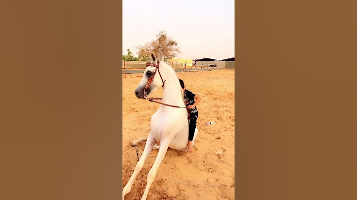 ركوب الخيل