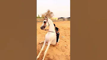 ركوب الخيل 