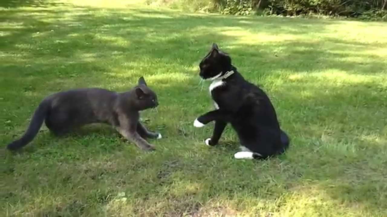 Katzenkampf Lina und Leo toben sich aus YouTube