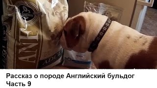 Английский бульдог. Часть 9. Про корм для собаки Английский бульдог. Часть 9. Про корм для собаки