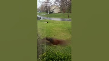 Robin Attacking Window