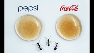 Pepsi or Coca Cola, which one do the ants like more? Time lapse