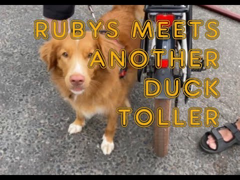 Ruby meets another Duck Toller | Ruby (supermomma from Takis Shelter)