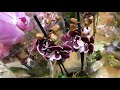 Орхидеи на продажу#5 Большой завоз красавиц