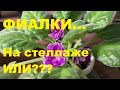 Фиалки, какой сорт выбрать?!