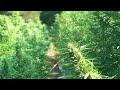 How to grow big hemp plants