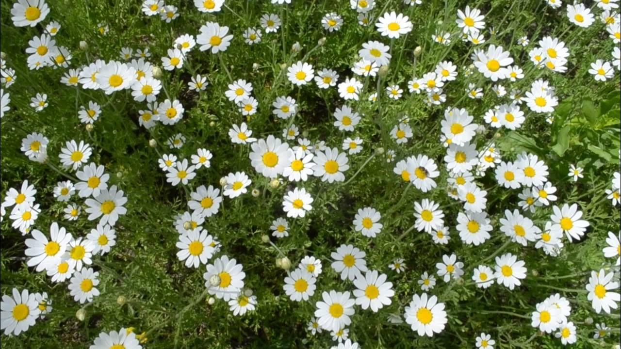 Ромашковые поля шапсугская. Поле белых цветов. Поле в цветах. Ромашковые поля мультимедиа. Чернозём на ставрополье\.