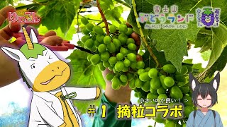 【雑談配信】富士山ぶどうランド × 週刊ゆにこん「#1 摘粒コラボ」【Vtuber / #ゆにこん 】