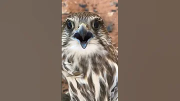 صوت الصقر الحر شاهين 