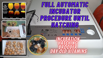 FULL AUTOMATIC INCUBATOR PROCEDURE UNTIL HATCHING | TRANSFER TO BROODER | VITAMIN | TONSKIE TV