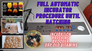 FULL AUTOMATIC INCUBATOR PROCEDURE UNTIL HATCHING | TRANSFER TO BROODER | VITAMIN | TONSKIE TV