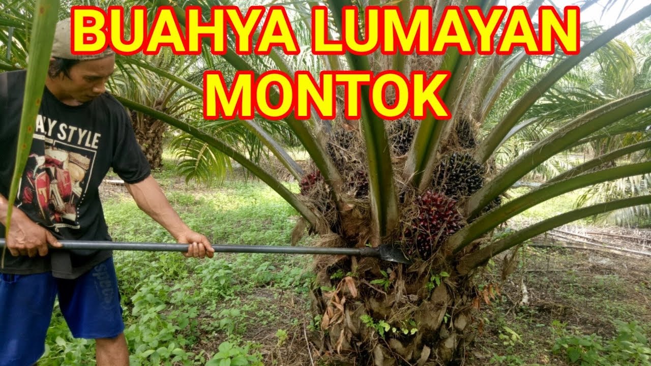  Panen  kelapa  sawit  petani pokok rendah YouTube