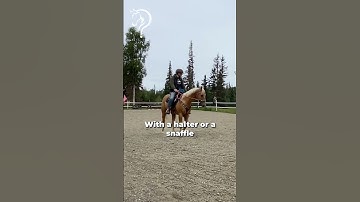 Working With Rescue Horse And Owner! Part 10! | The Horse Guru - Michael Gascon