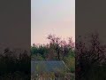 #시골 #가을 #감나무 쉬었다 가세요.